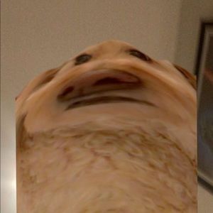 Meet your Posher, Bennett